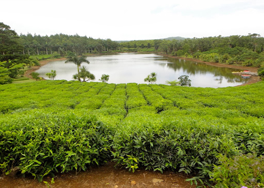 bois cheri mauritius